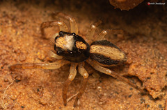 Euophrys cochlea