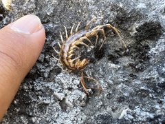 Lithobius forficatus