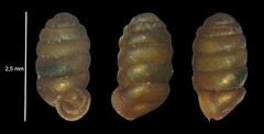 Pupilla triplicata