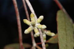 Eucalyptus nortonii