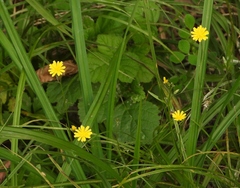 Crepis capillaris