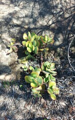 Crassula atropurpurea