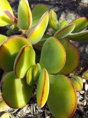 Crassula atropurpurea