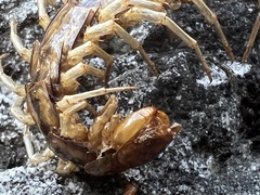 Lithobius forficatus