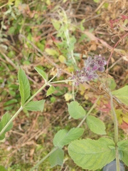 Mentha longifolia
