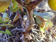 Crassula atropurpurea