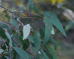 Eucalyptus nortonii