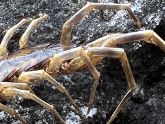 Lithobius forficatus