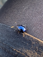 Chrysolina coerulans