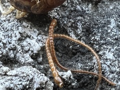 Lithobius forficatus