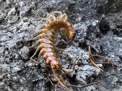 Lithobius forficatus