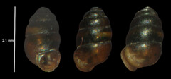Vertigo pygmaea