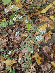 Symphyotrichum lateriflorum
