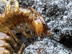 Lithobius forficatus