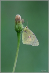 Colias croceus
