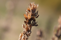 Hyssopus officinalis