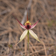 Caladenia macrostylis