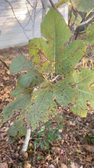 Ficus carica