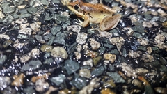 Litoria latopalmata