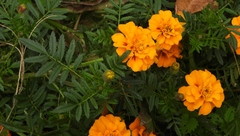Tagetes erecta