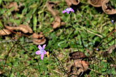 Campanula patula