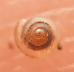 Pseudiotula eurysiana