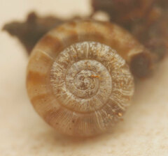 Macrophallikoropa