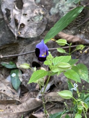 Torenia fournieri
