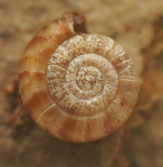 Macrophallikoropa