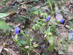 Torenia fournieri