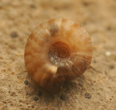 Macrophallikoropa