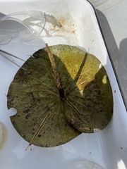 Nymphaea odorata