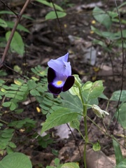 Torenia fournieri