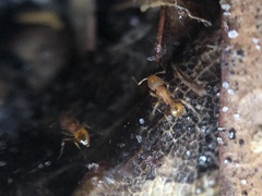 Wasmannia auropunctata