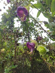 Cobaea scandens