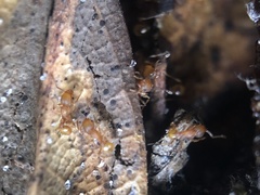 Wasmannia auropunctata