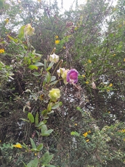Cobaea scandens