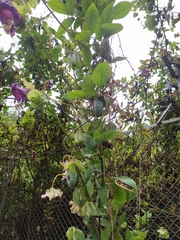 Cobaea scandens