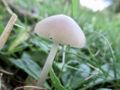 Conocybe apala