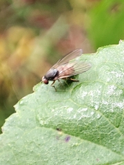 Platypezidae