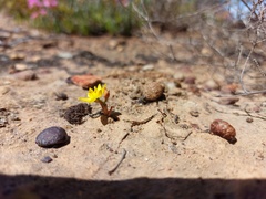 Ornithogalum maculatum