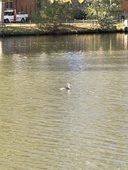 Podiceps cristatus