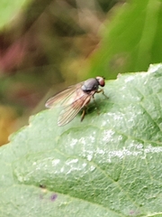 Platypezidae