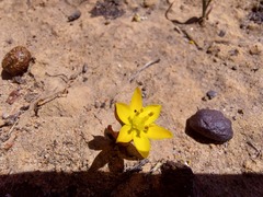 Ornithogalum maculatum