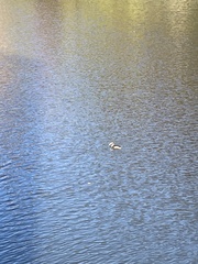 Podiceps cristatus