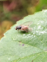 Platypezidae