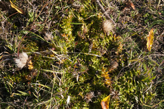 Carlina acaulis