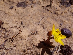 Ornithogalum maculatum