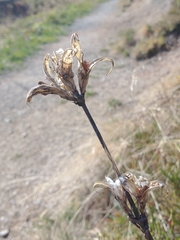 Gentiana lutea