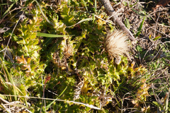 Carlina acaulis
